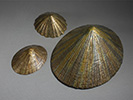 Limpet Group